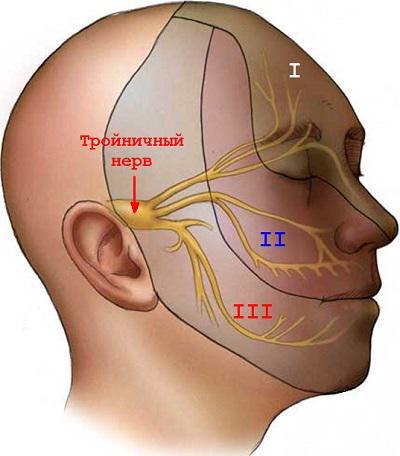 анатомия тройничного нерва 