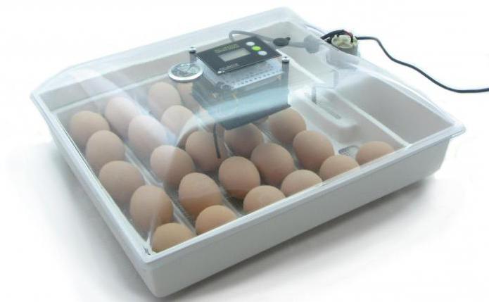 яйцо для инкубатора