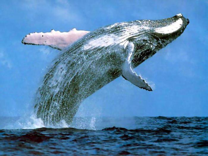 К чему снится кит по соннику Странника
