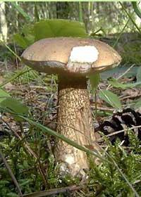гриб зонтик фото съедобный и ядовитый