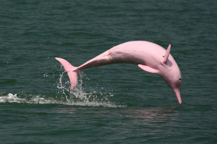 розовые дельфины амазонки