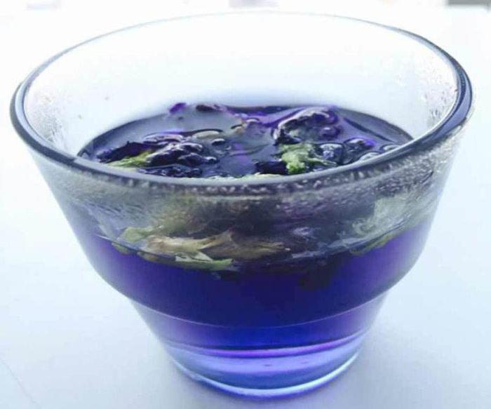 Синий чай из тайланда полезные свойства отзывы