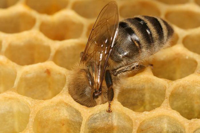 как начать пчеловодство с нуля