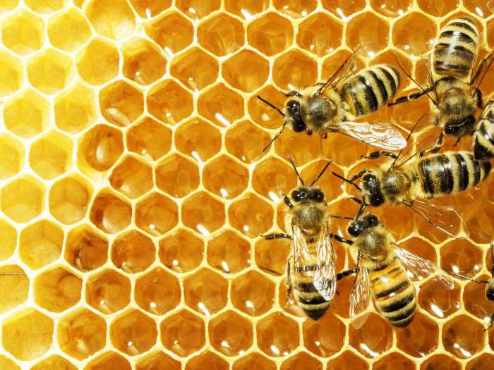 начинающее пчеловодство
