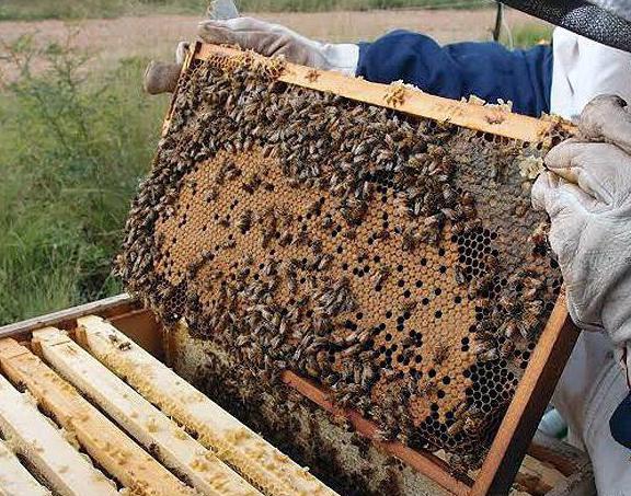 пчеловодство начало