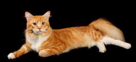 Мейн-кун рыжий как один из представителей породы котов-гигантов :: SYL.ru