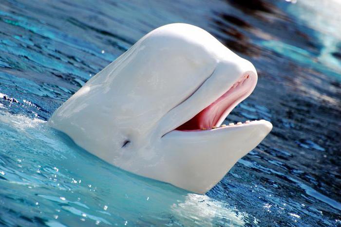 белый дельфин