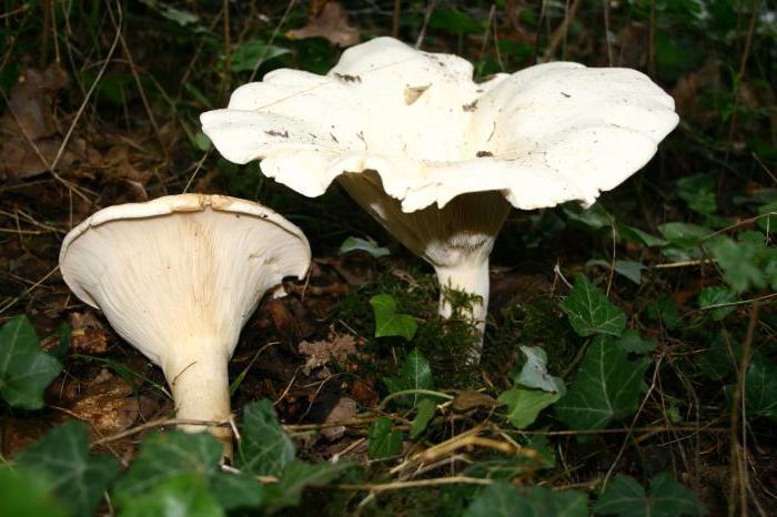Съедобные грибы говорушки