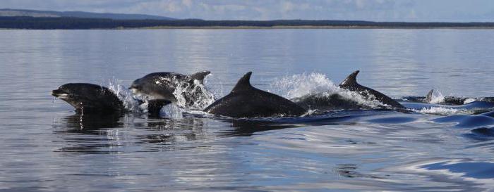 черноморские дельфины афалины