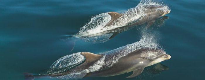 черноморские дельфины фото