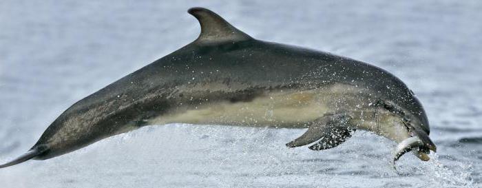 дельфины черноморского побережья