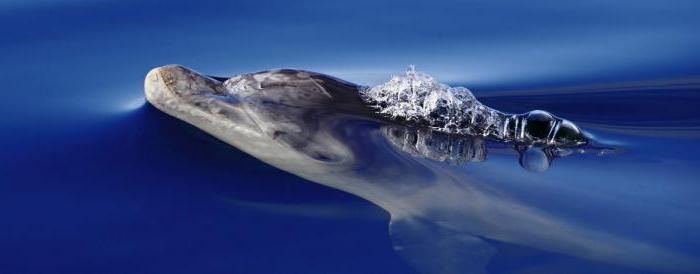 черноморский дельфин как называется 