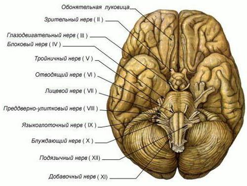 пирамидные пути головного мозга 