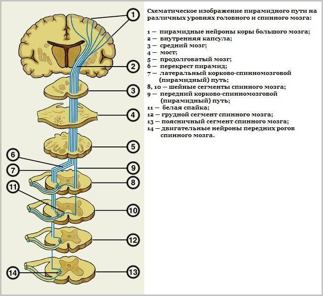 двигательная система пирамидный путь