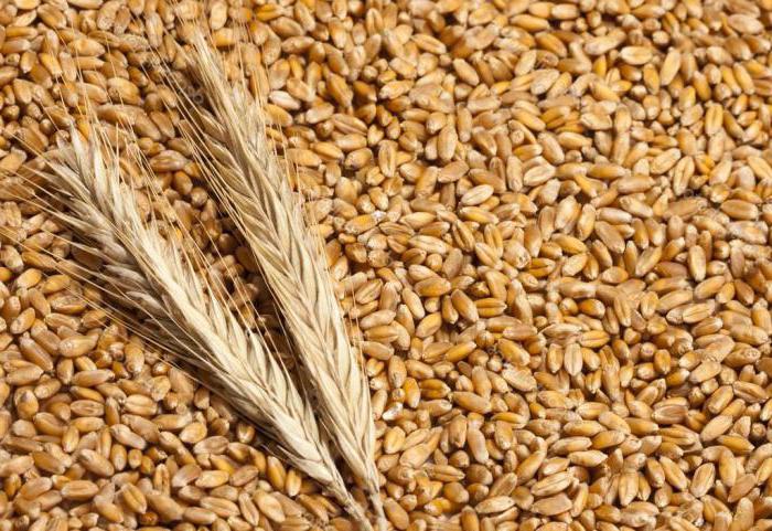Поля пшеничные