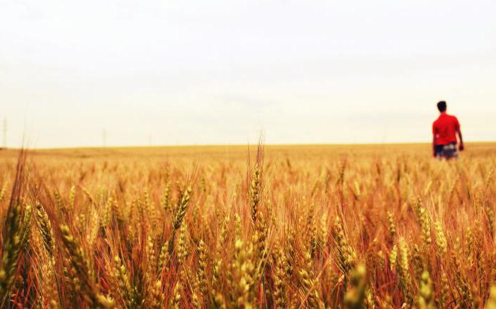 лшеничное поле