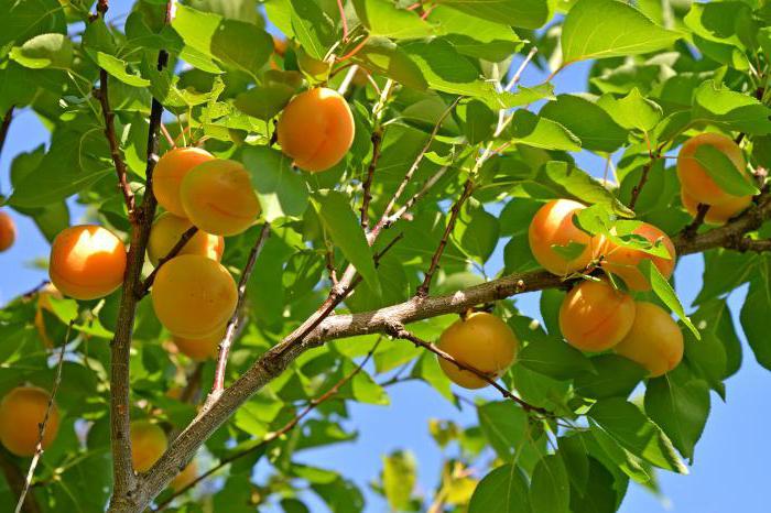 Сонник абрикосы на дереве спелые. К чему абрикос снится мужчине