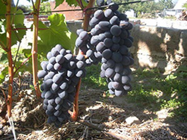 виноград юпитер описание сорта
