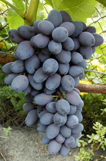 виноград юпитер фото описание