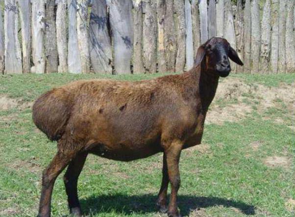 гиссарская порода овец характеристика 