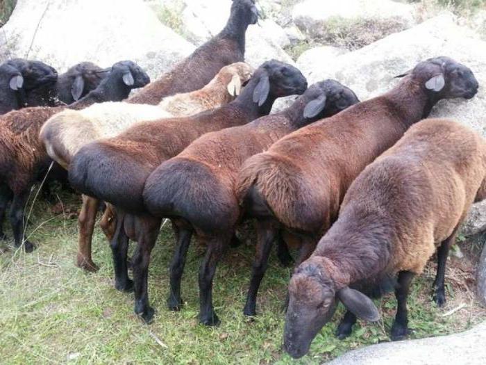  гиссарская порода овец в россии
