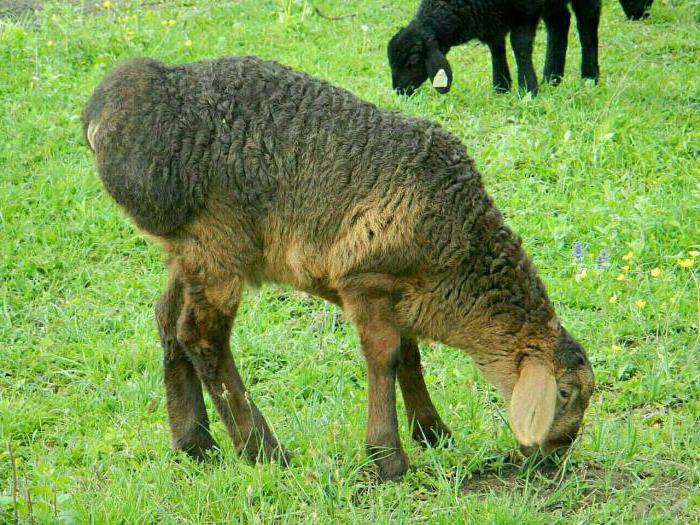 разведение гиссарской породы овец