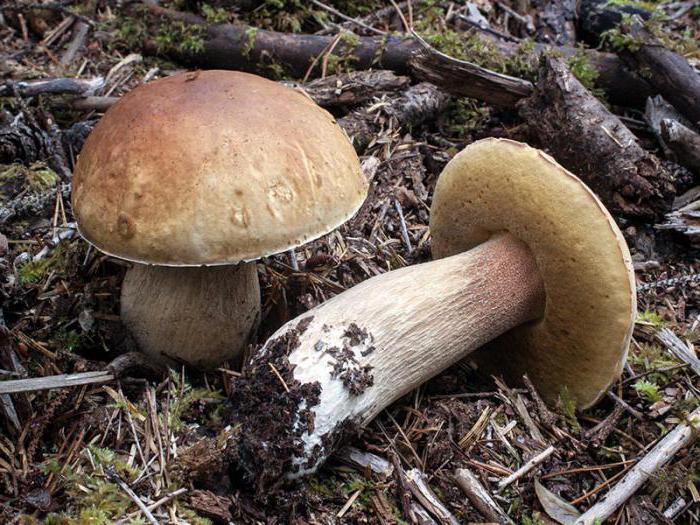 Съедобные шляпочные грибы