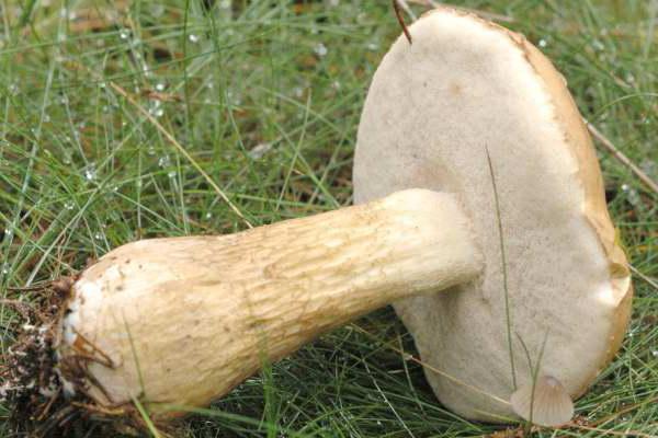 Ядовитые шляпочные грибы