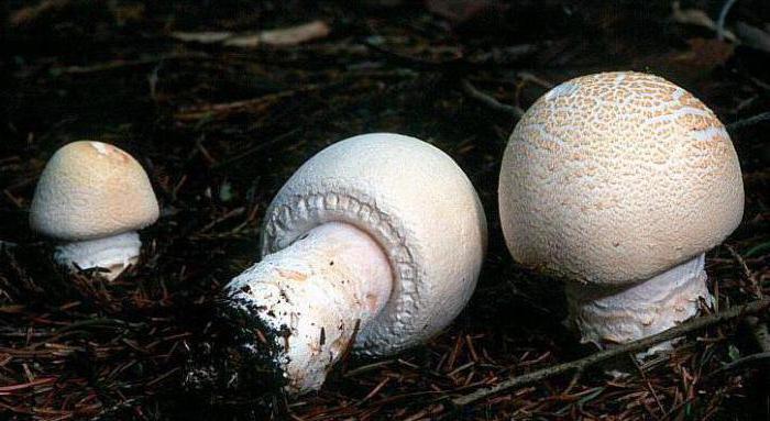 Шляпочные грибы примеры