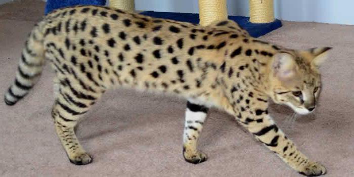 кошка леопардового окраса.