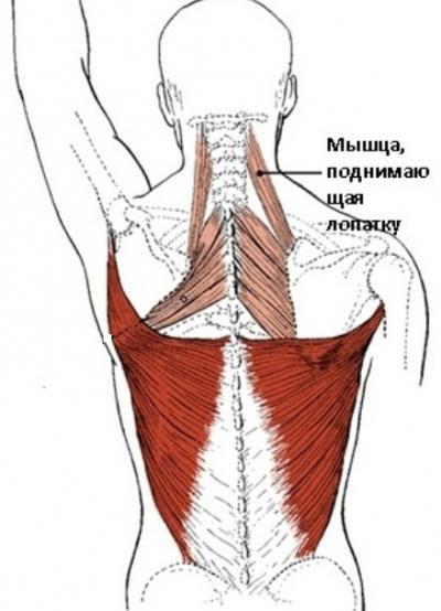 мышца поднимающая лопатку анатомия 