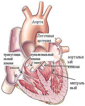 аортальный клапан