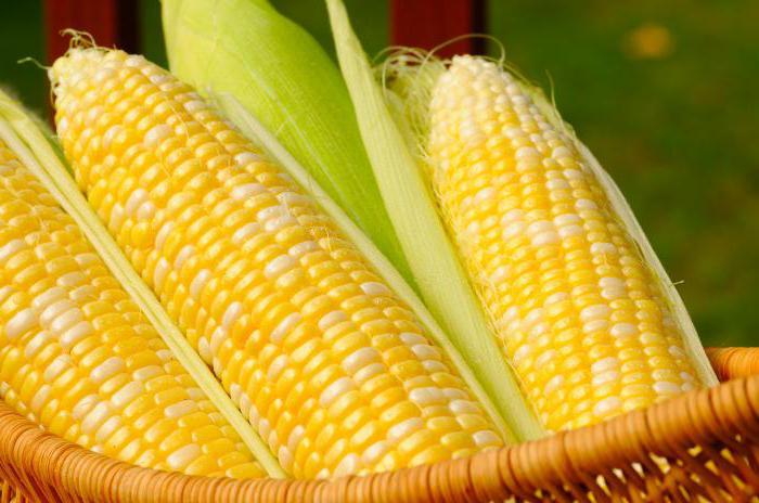 Что означает сон початки кукурузы. К чему снится початок кукурузы: что говорят сонники Миллера, Цветкова, Зима