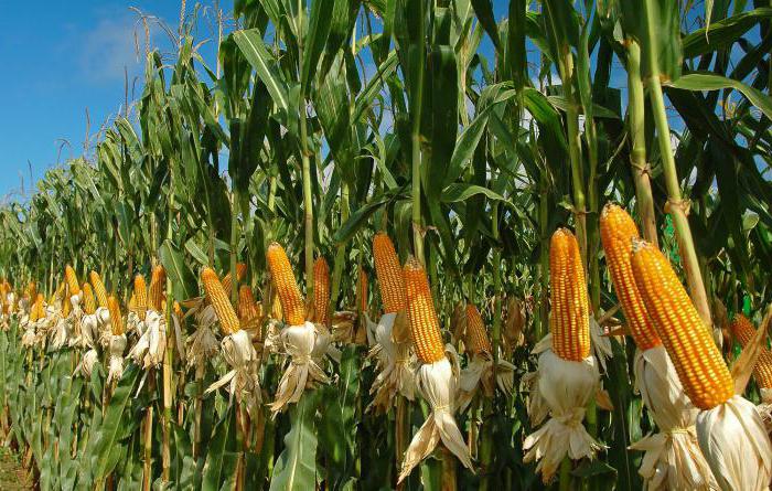 к чему снится кукуруза зерна