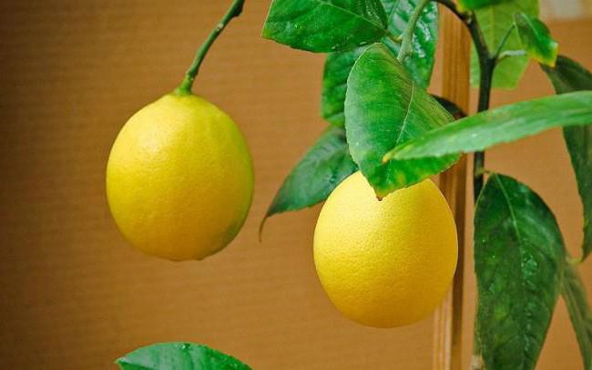 Павловский лимон: описание сорта, посадка и уход в домашних условиях с фото