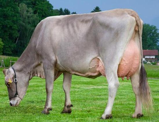 швицкая порода коров характеристика 