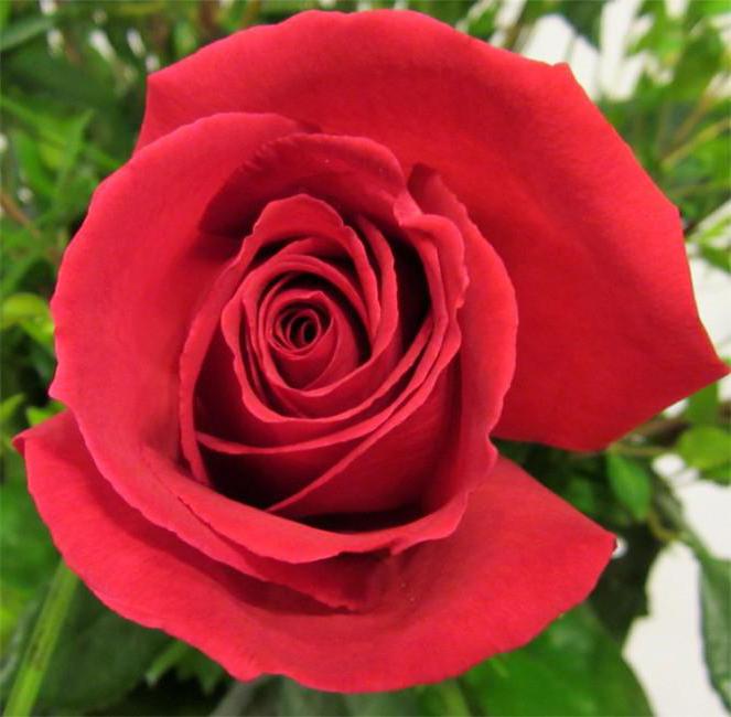 описание розы эквадор