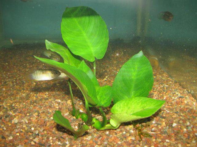 Аквариумное растение лимонник - правила содержания размножение стрижка фото видео