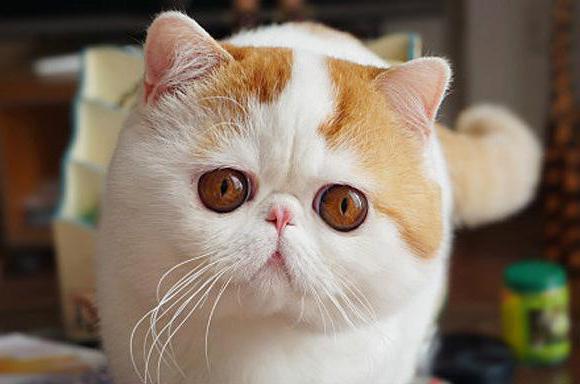 кот с приплюснутой мордой и большими глазами