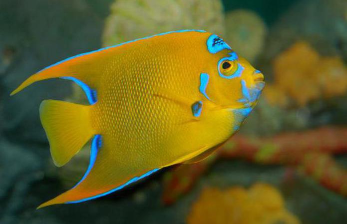самые красивые рыбы в мире интересные факты