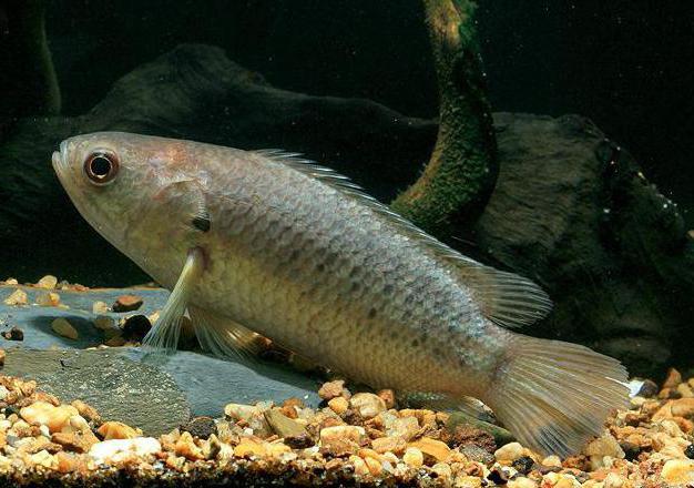 рыба ползун в водоемах азии