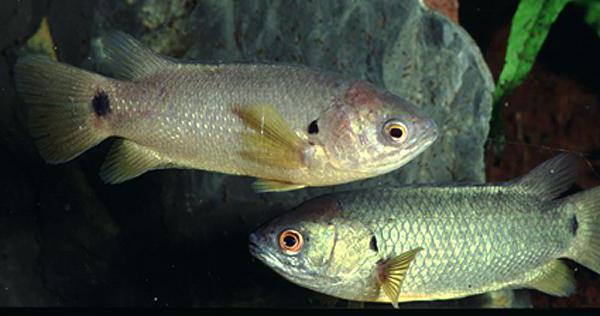 анабас или рыба ползун