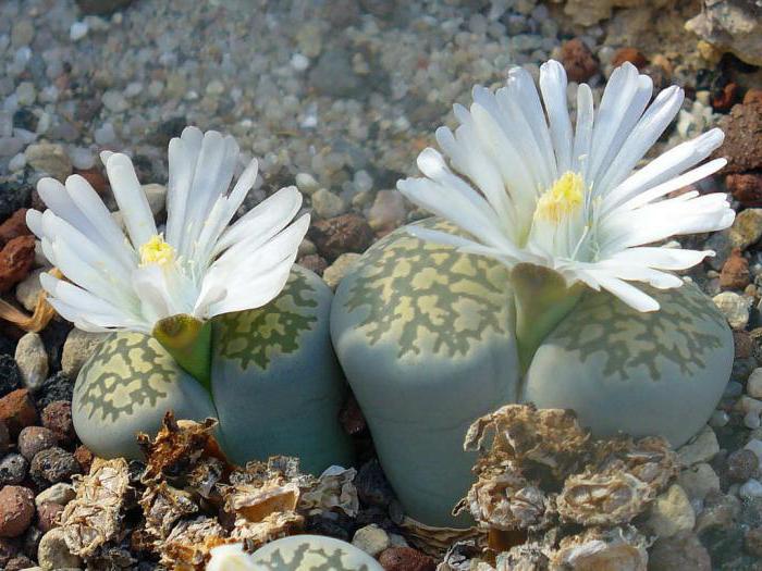 Уход за цветком живые камни литопсы