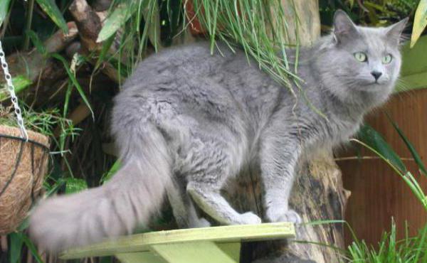 породы кошек серого окраса
