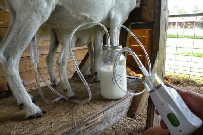 доильный аппарат для коз цена 
