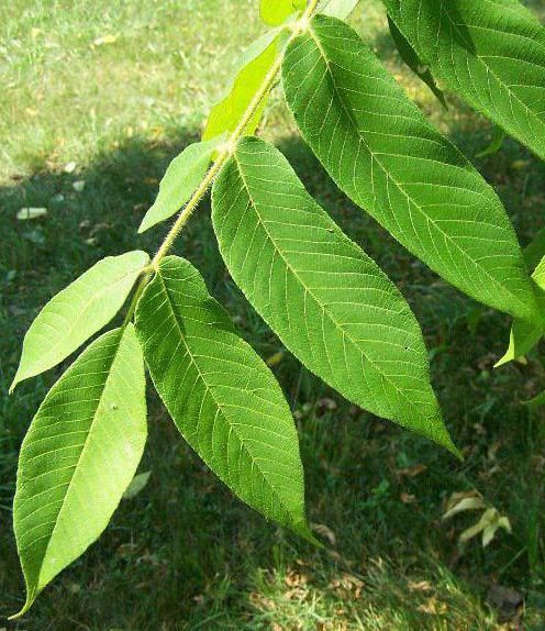 листья грецкого ореха лечебные свойства