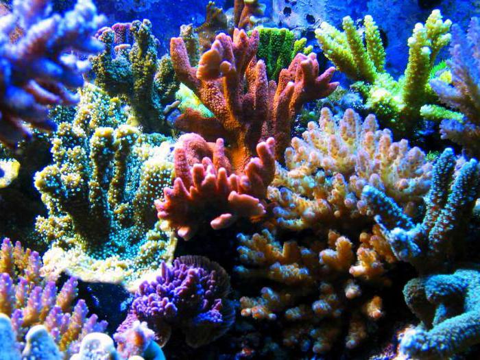 какие бывают кораллы