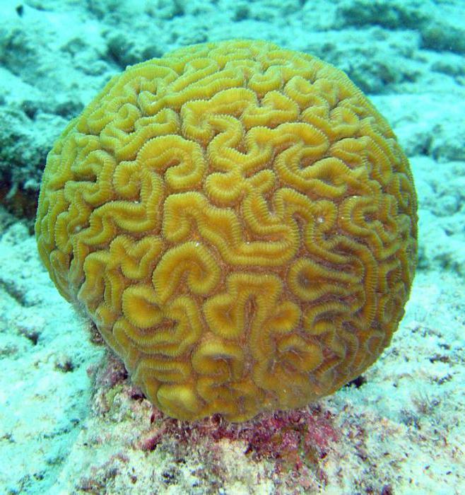 особенности коралловых полипов