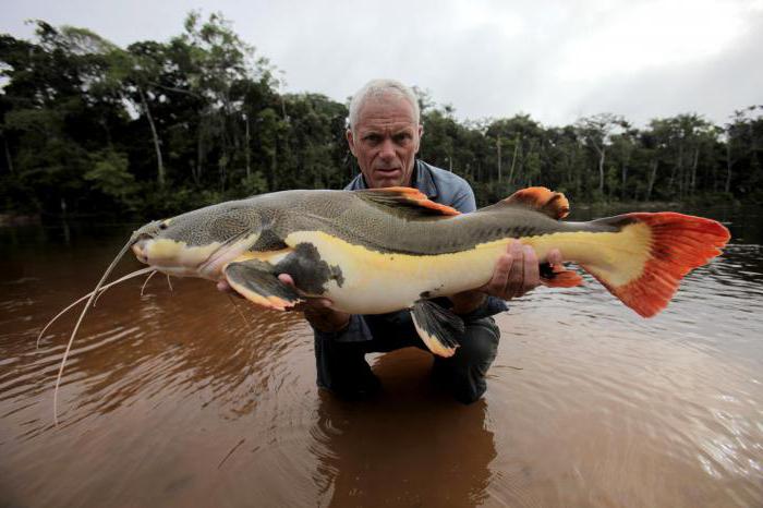 использование в хозяйственной деятельности реки амазонка