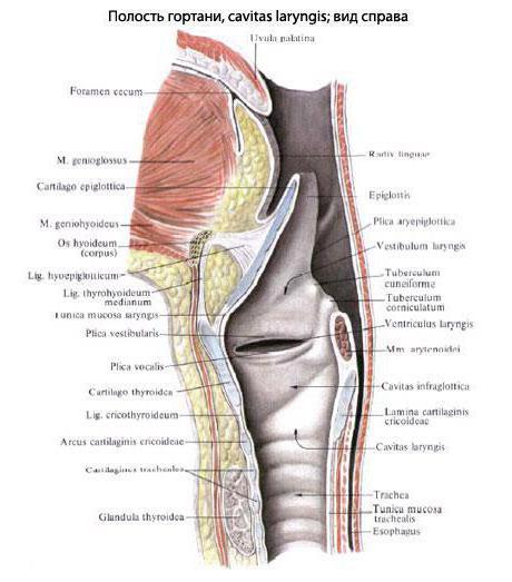 гортань строение и функции